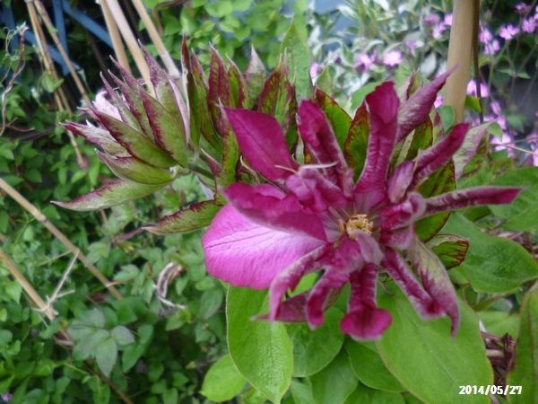 ｳﾂｷﾞ・ﾓﾝﾃﾛｰｻﾞ 花炎　紫宸殿