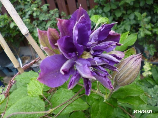 ｳﾂｷﾞ・ﾓﾝﾃﾛｰｻﾞ 花炎　紫宸殿