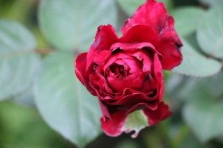 素晴らしい薔薇　3種