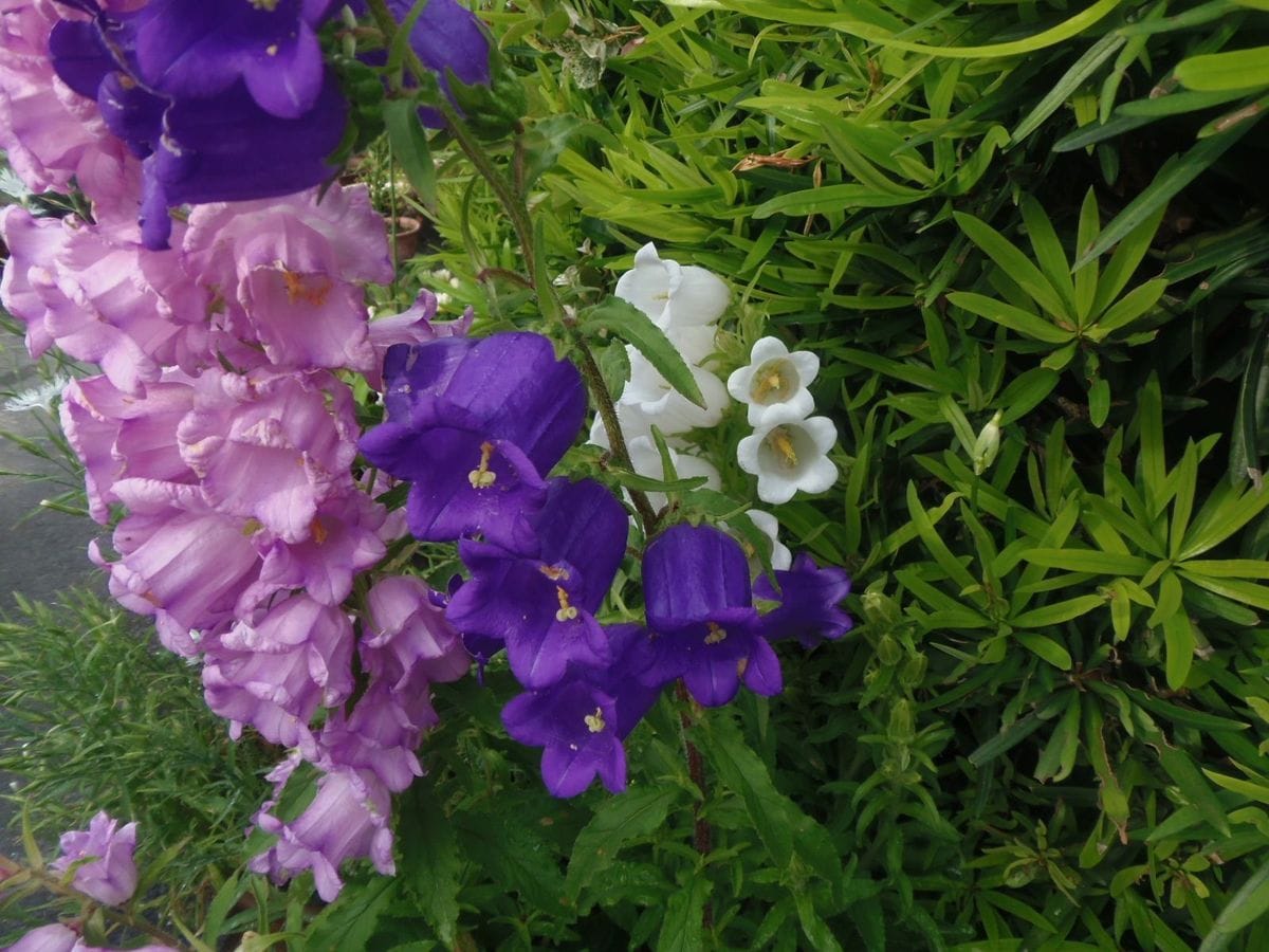 今日の花だより