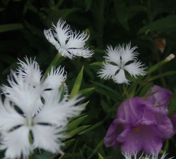 今日の花だより