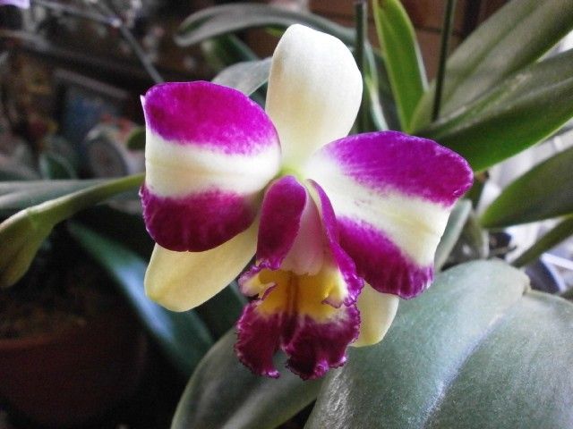 BlC.Hawyuan Beauty'Hong'