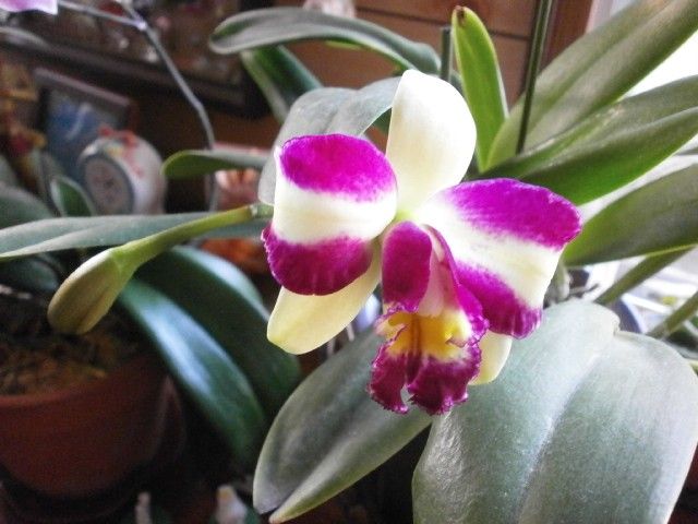 BlC.Hawyuan Beauty'Hong'