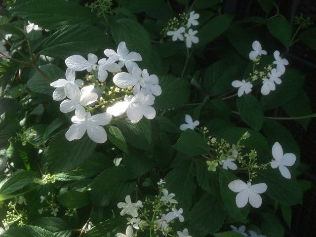 庭の花木