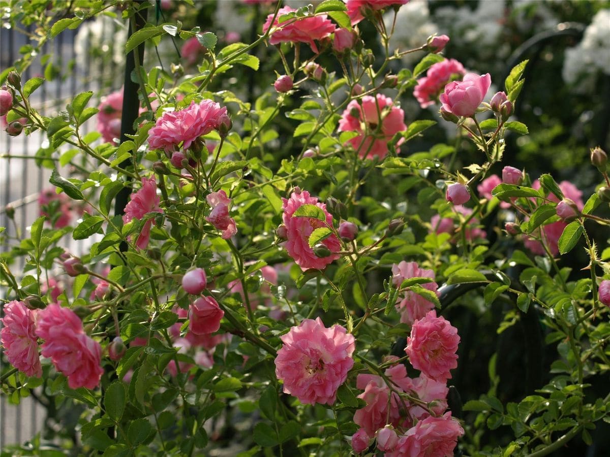 春の最後を飾る薔薇