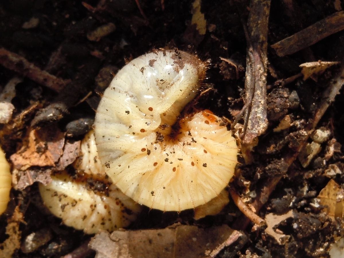 コガネムシとカブトムシ　幼虫の違いが❔