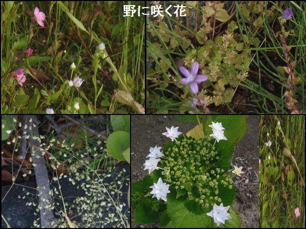 ウォーキングMS②１１２日目