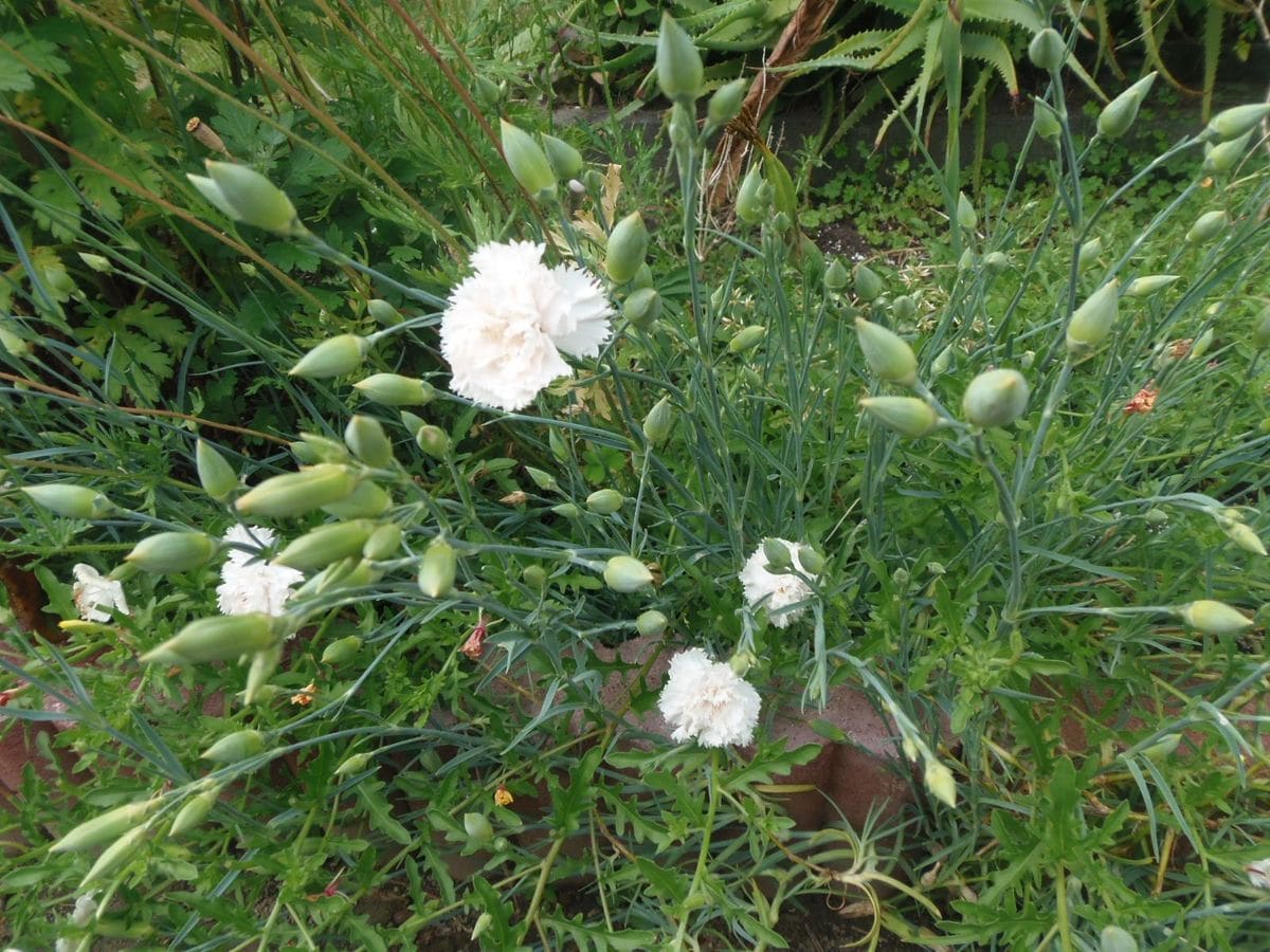 今日の花だより。カーネーション