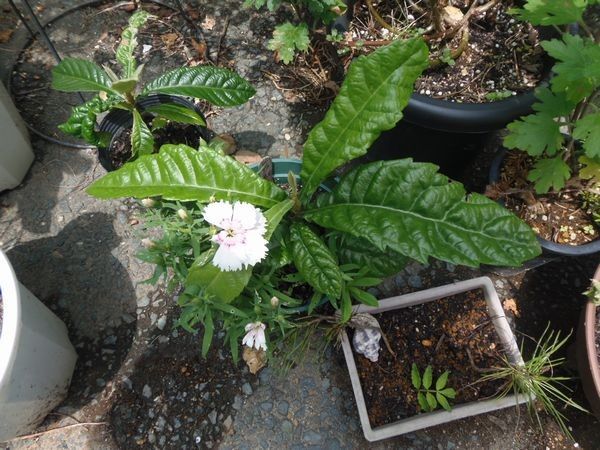 瓢箪発芽。ﾍﾋﾞｳﾘはまだ