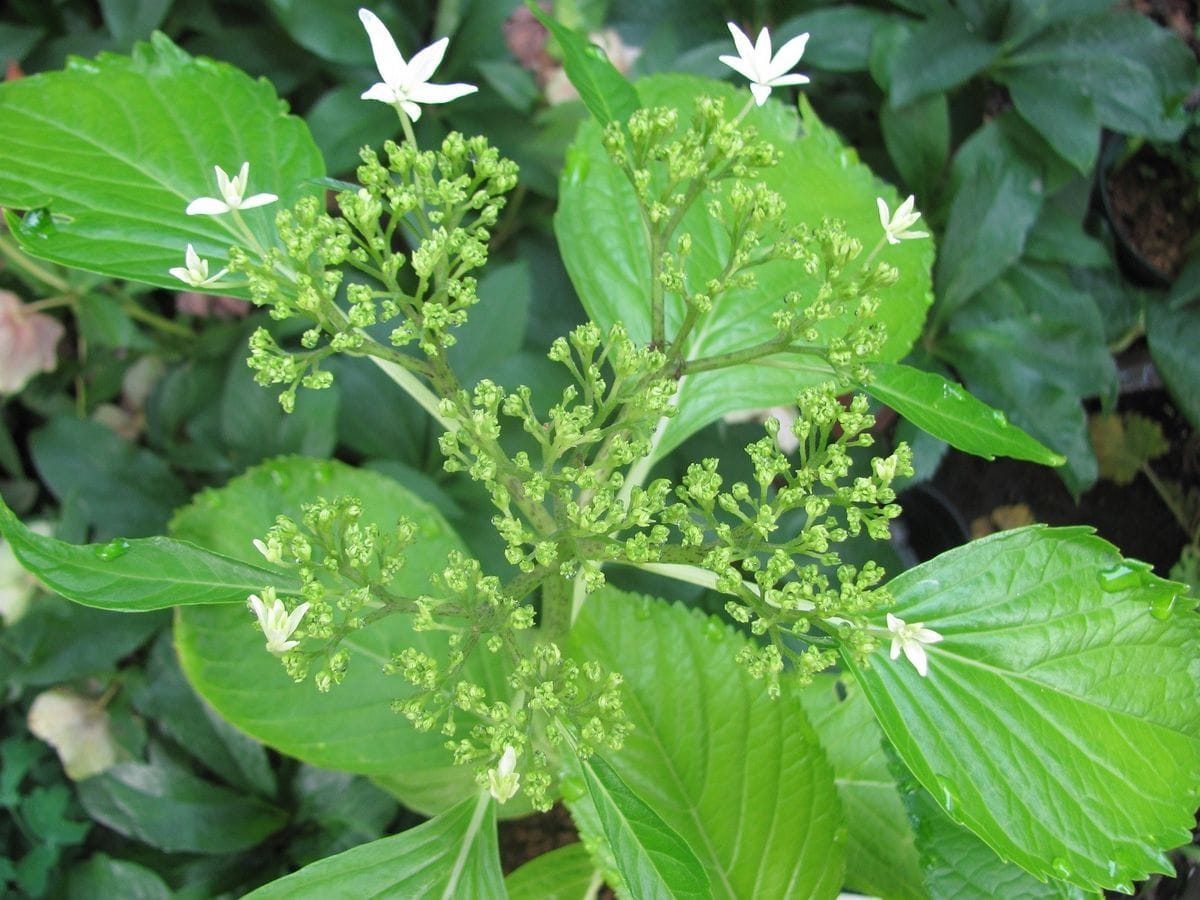 紫陽花　八丈千鳥の咲きだし