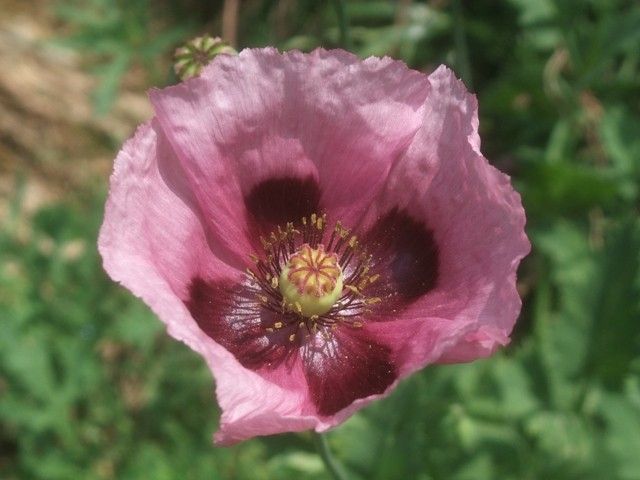 この花に、ピンときたら、警察へ[i:158]