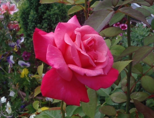 ヘビが出た。今日の花だより