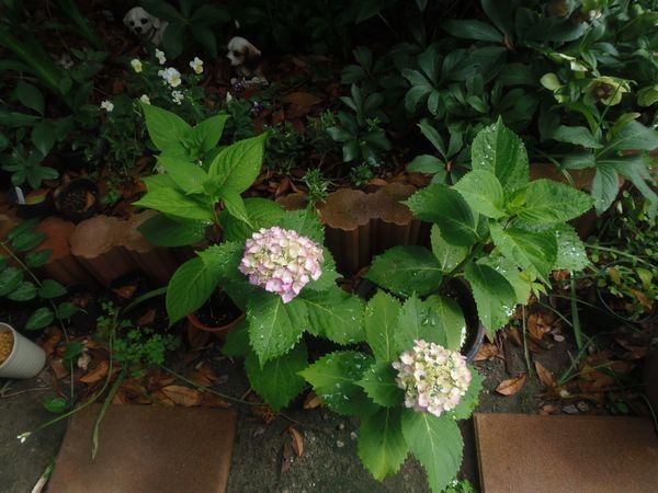 ヘビが出た。今日の花だより