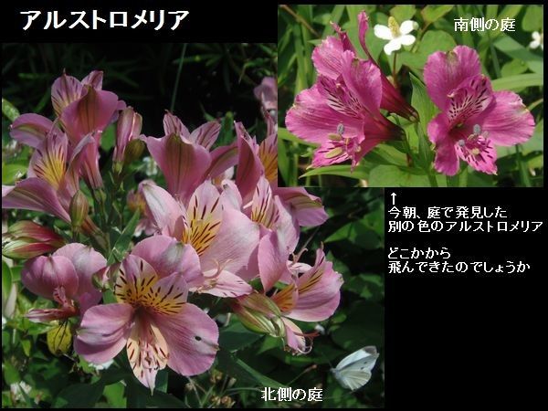 嬉しい新発見。今日の花だより