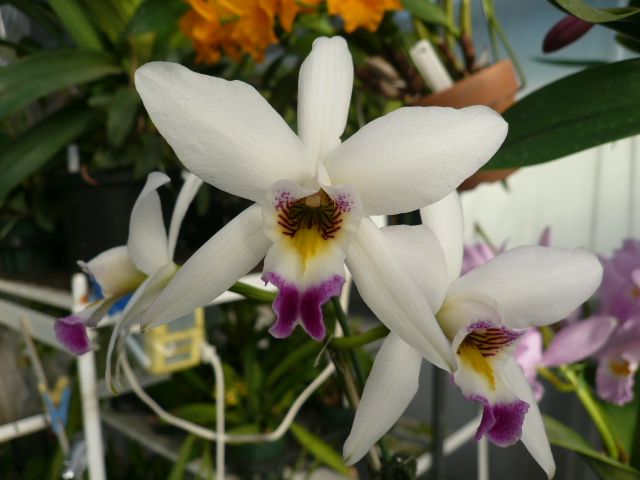 L. anceps semi alba