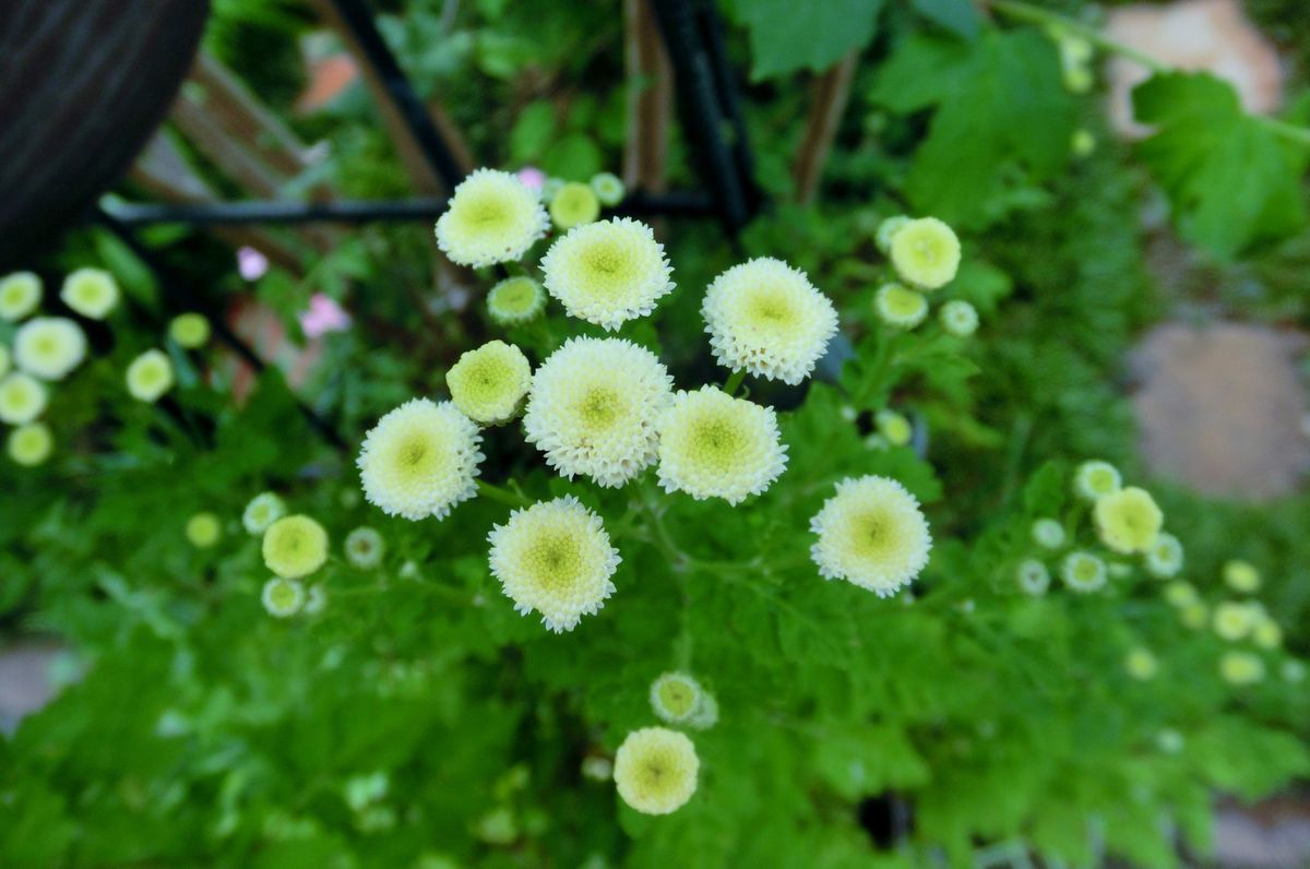 今日の庭から（いろいろなお花たち）