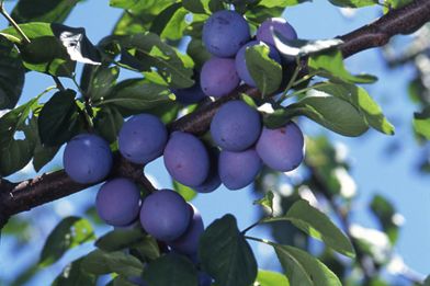 【植物図鑑】アマリリスなど13種類の植物情報追加