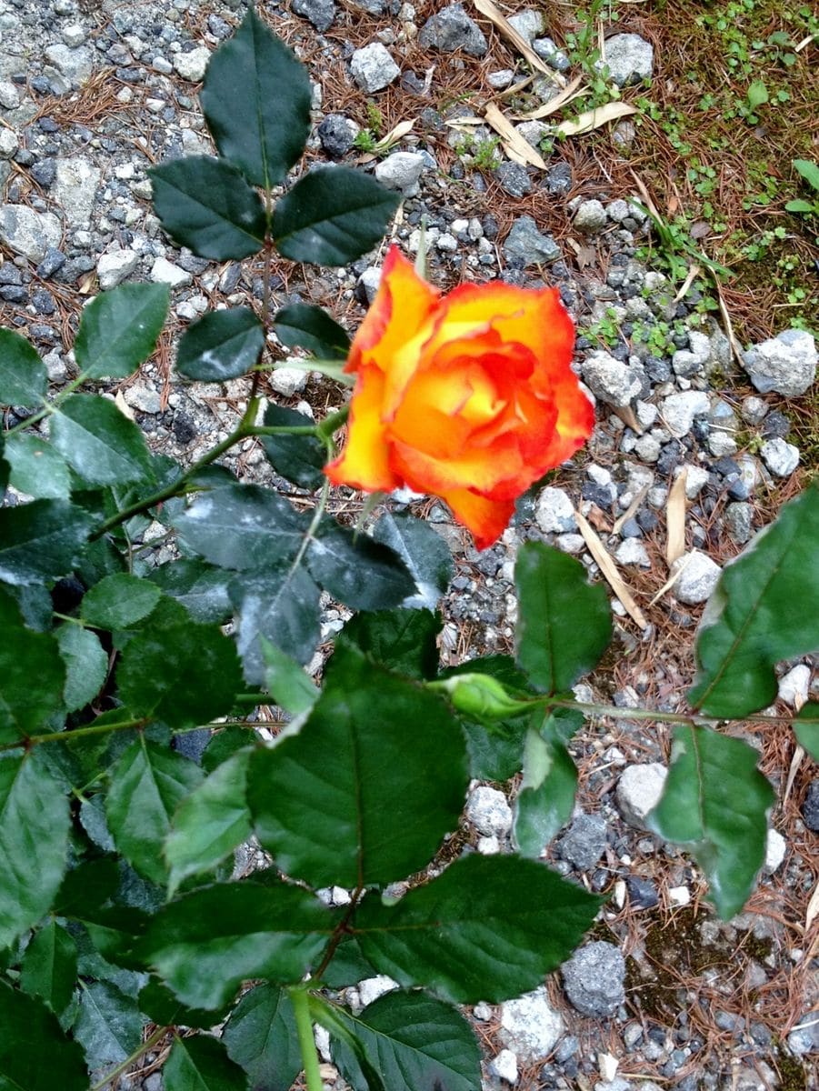 ツツジの剪定とミニバラの二番花