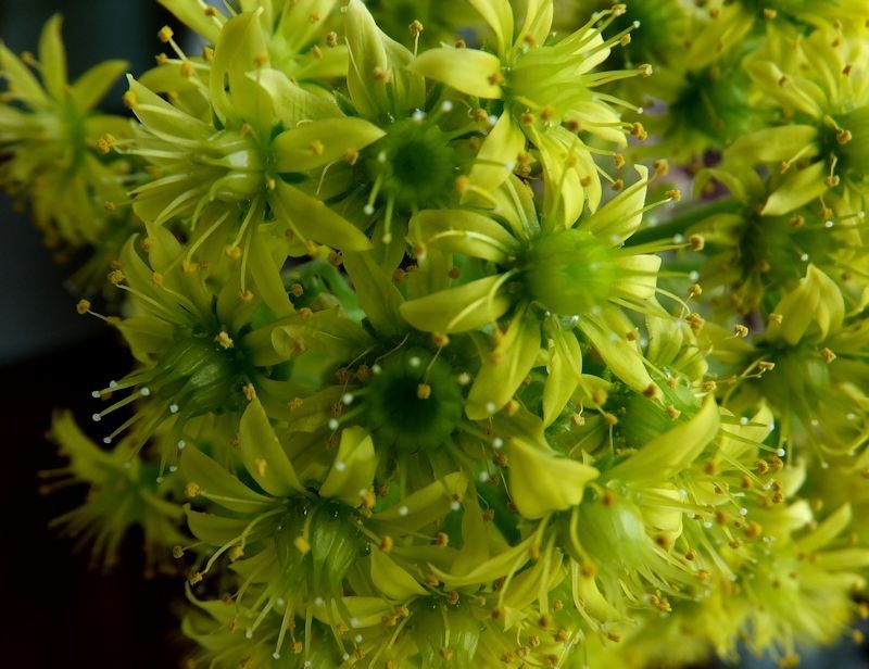 クイズ　何の花でしょう？