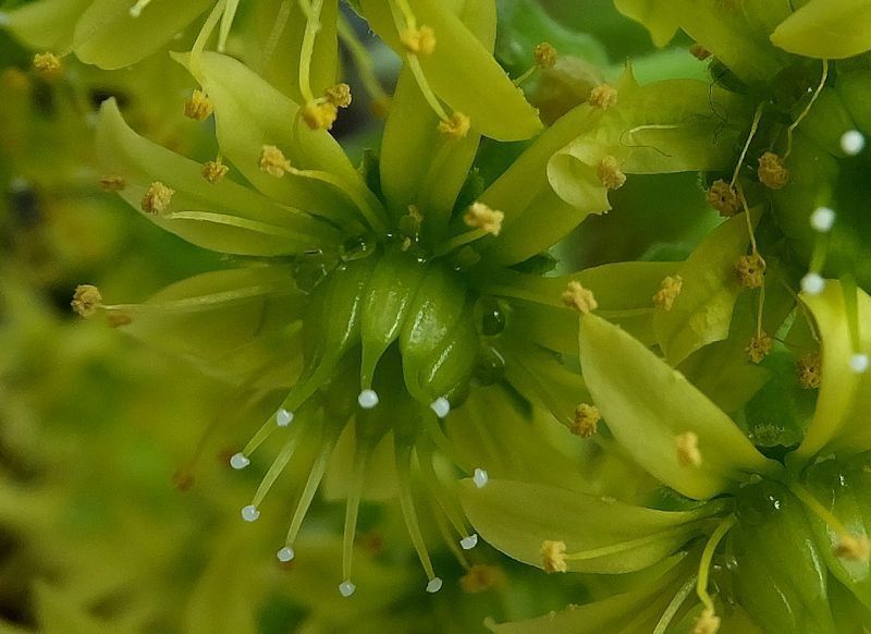 クイズ　何の花でしょう？