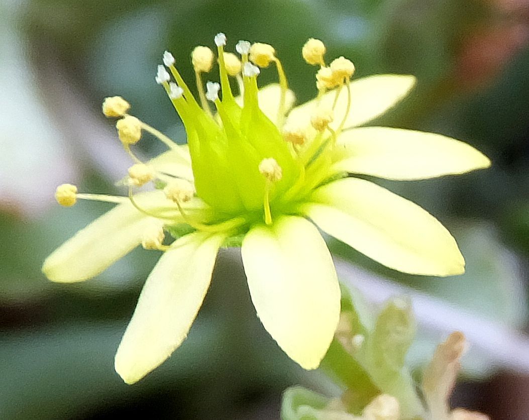 クイズ　何の花でしょう？