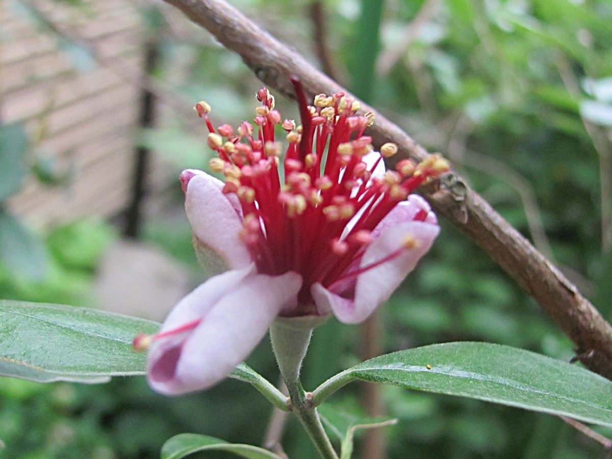 果物を楽しみに　花