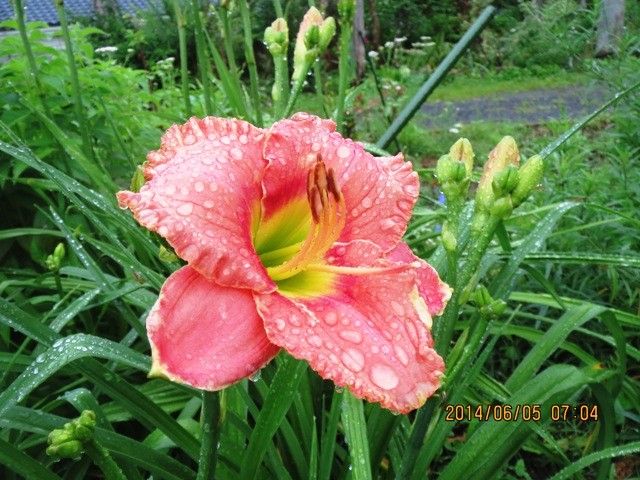 6月生まれなので紫陽花大好き