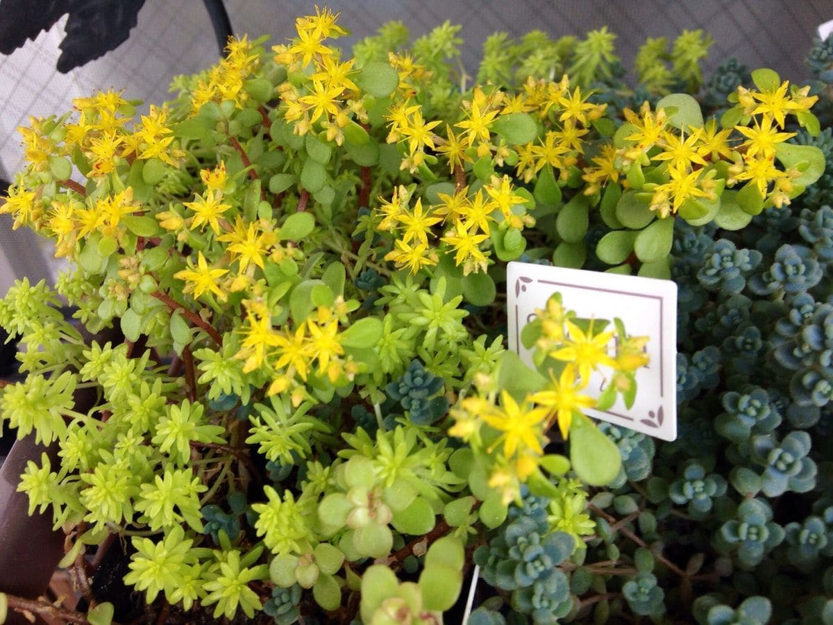 続・多肉植物の花とサボテンの花芽