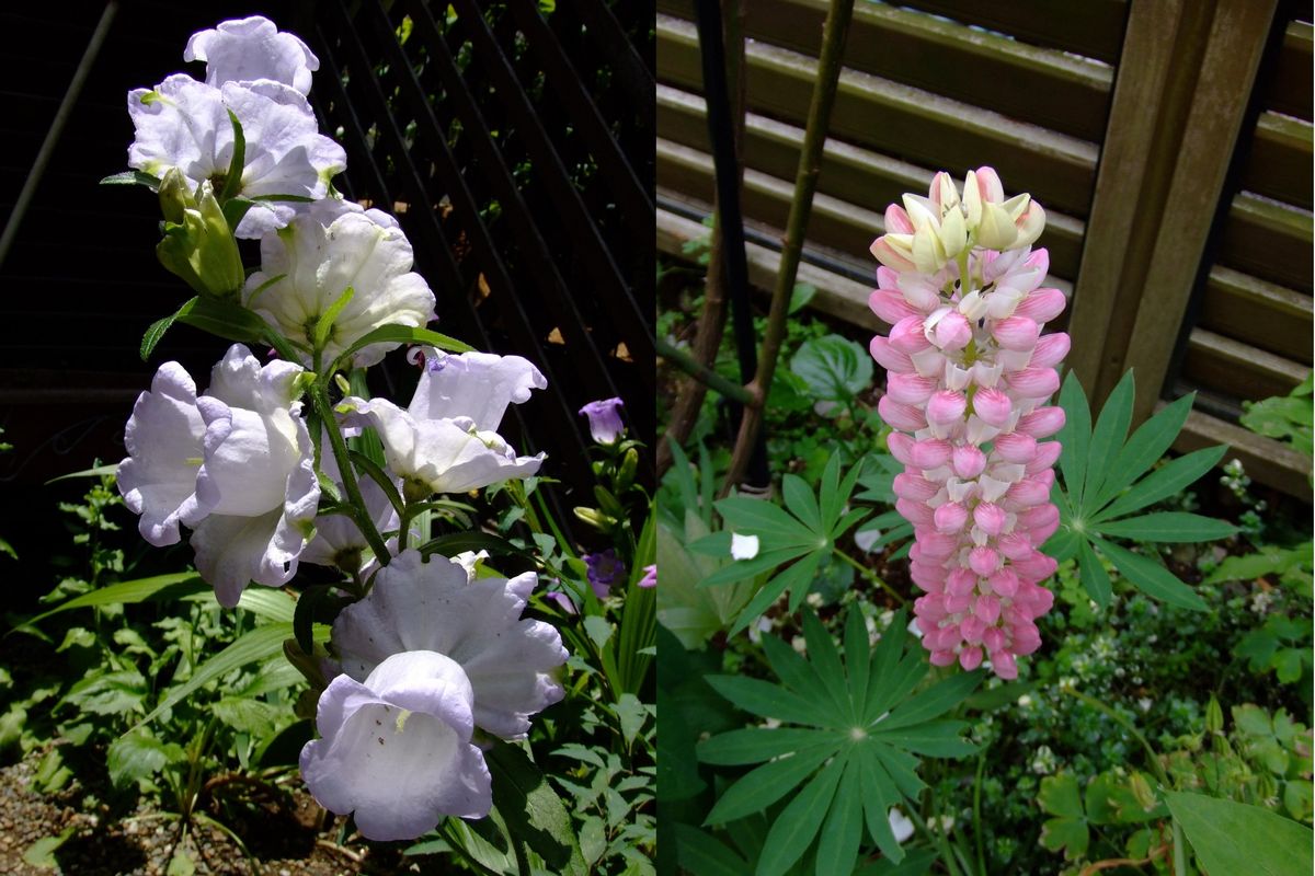 初開花のお花たち　♪♪♪