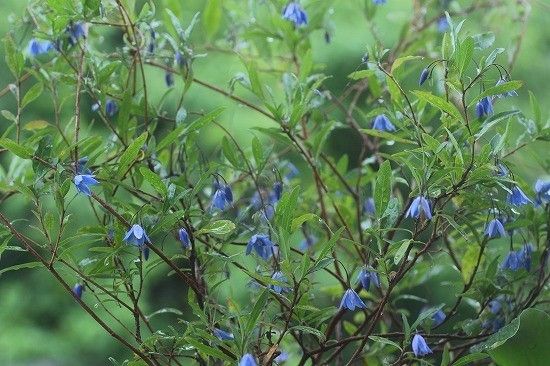 雨の似合うバラ～*