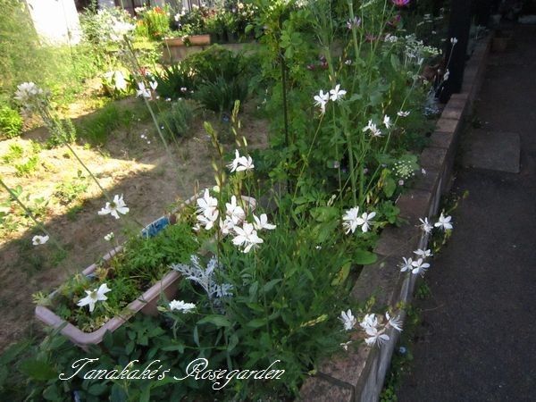 白いお花たち