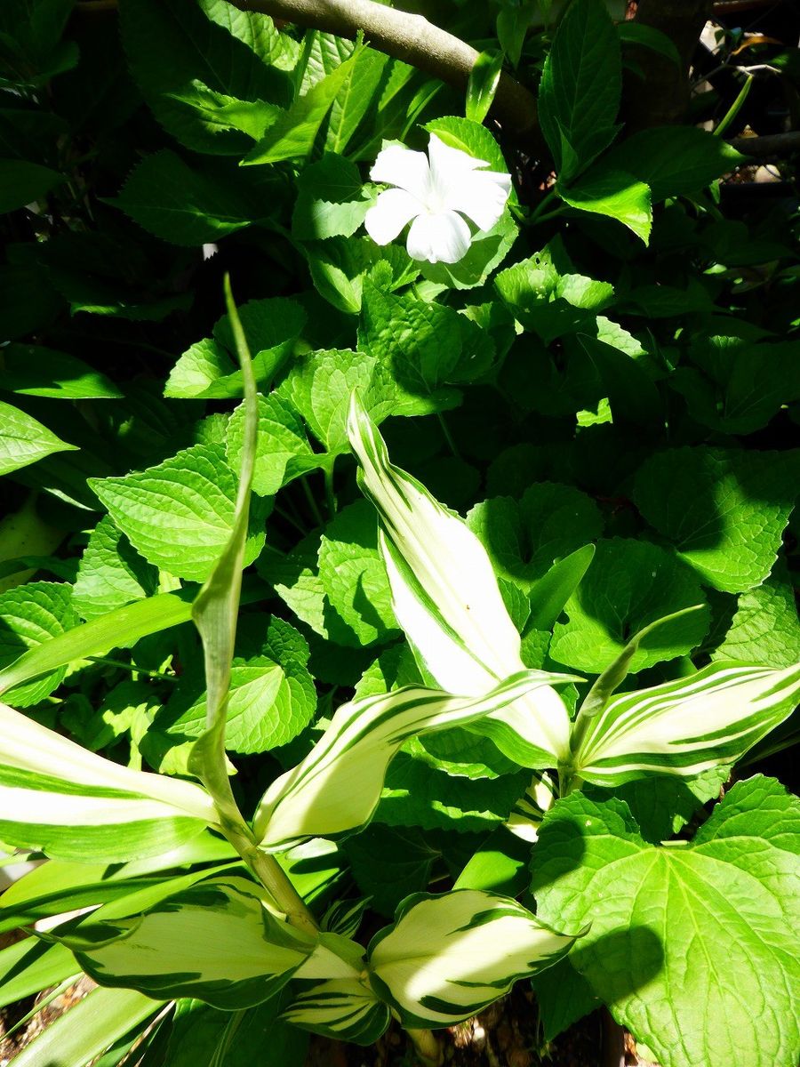 ユリの花咲く季節。