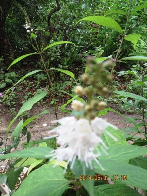 この花なんの花か知っている人、おしえて！