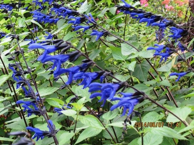 この花なんの花か知っている人、おしえて！