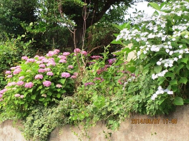 この花なんの花か知っている人、おしえて！