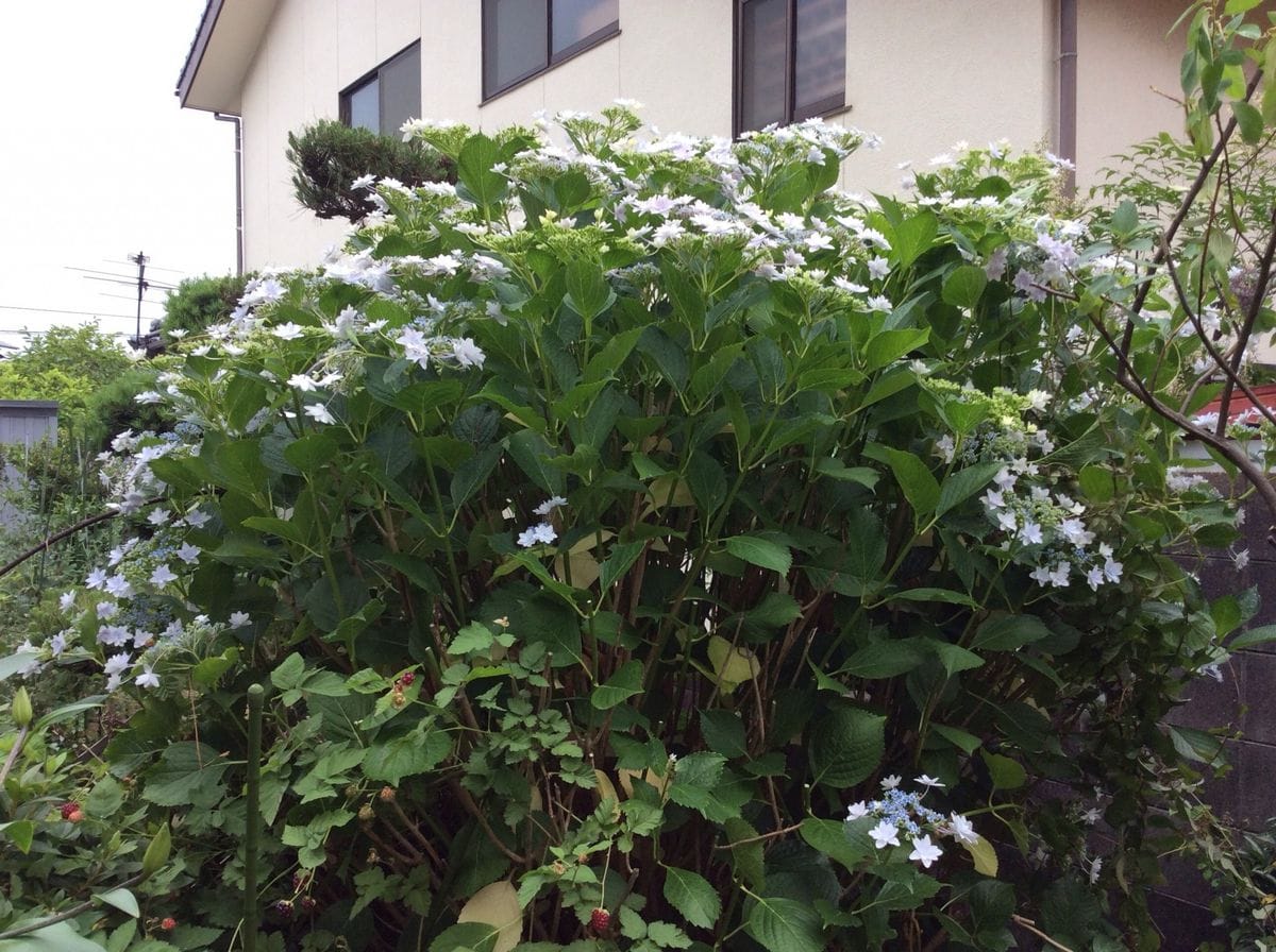 隅田の花火