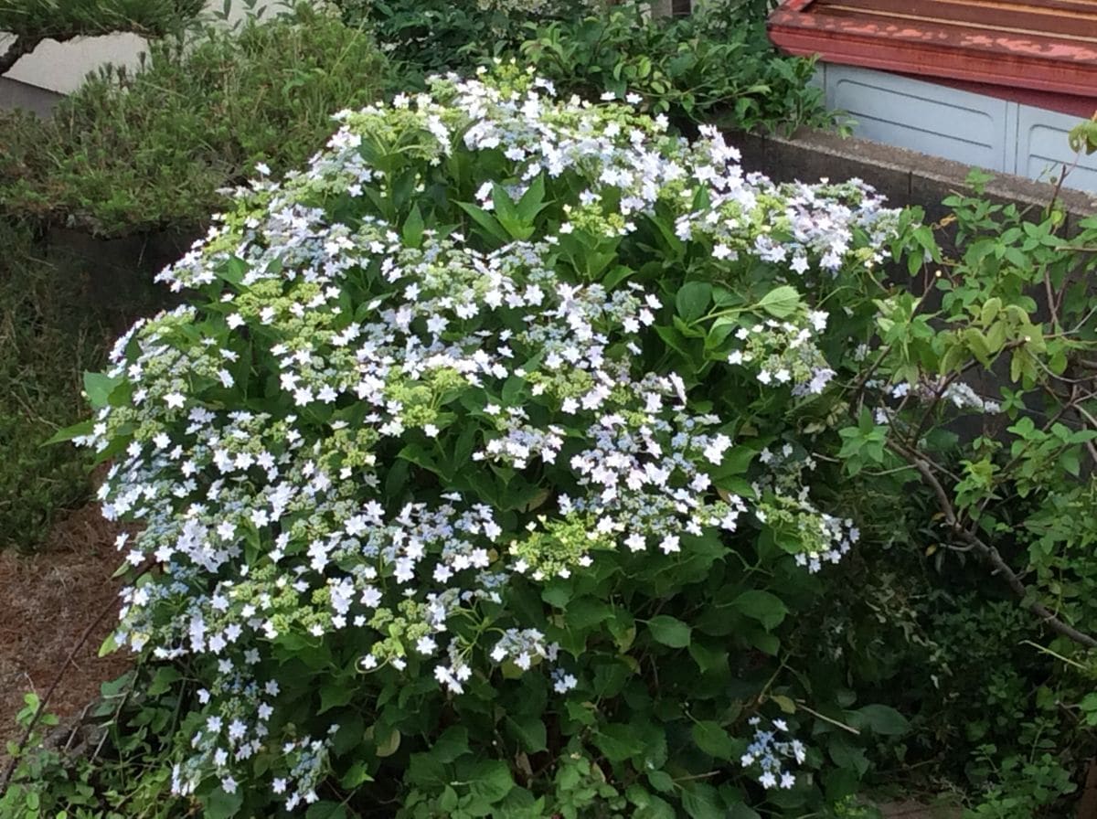 隅田の花火