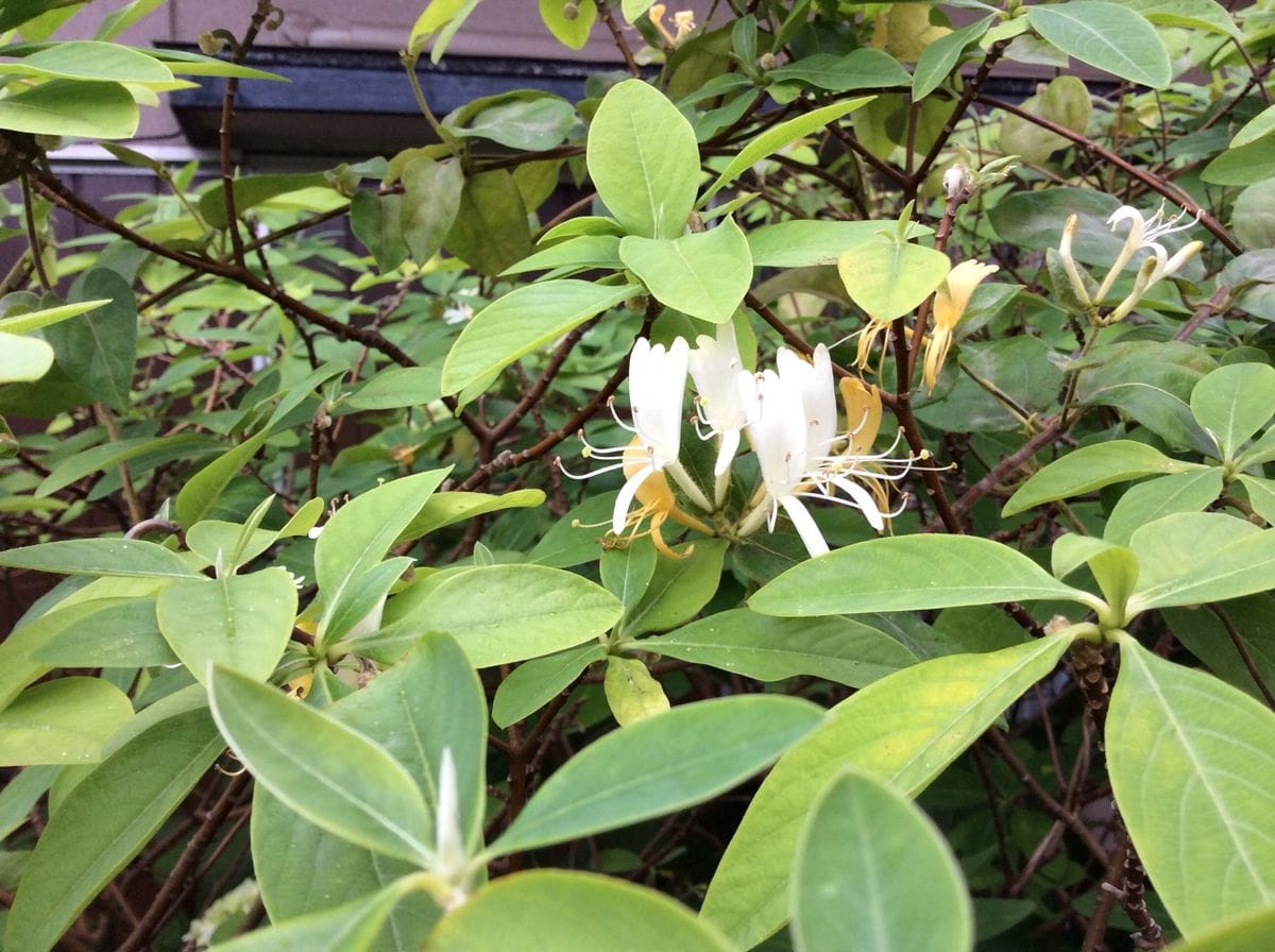 隅田の花火