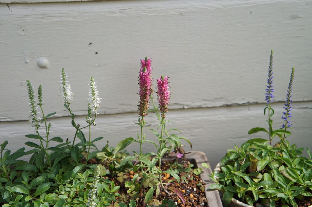 やっと無葉ランの花が咲きました～