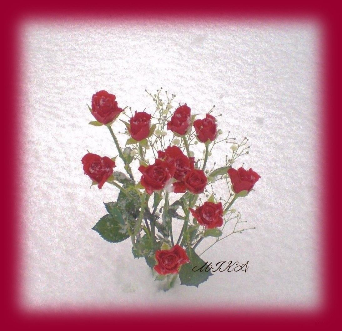 ◆雪に挿した薔薇◆