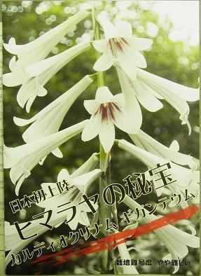 幻に終わった幻の花