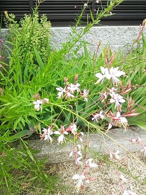 今日の花   4