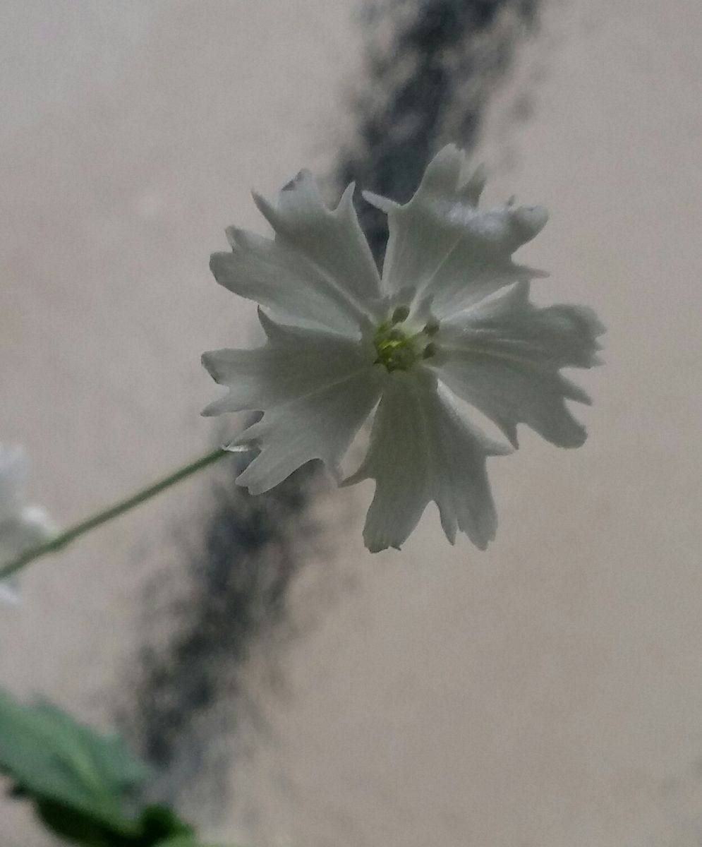 永遠の白い約束⑮～先生のお花～