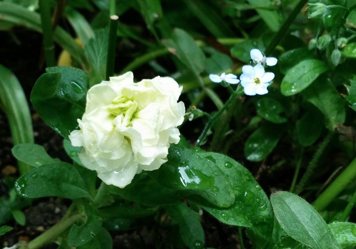 永遠の白い約束⑮～先生のお花～
