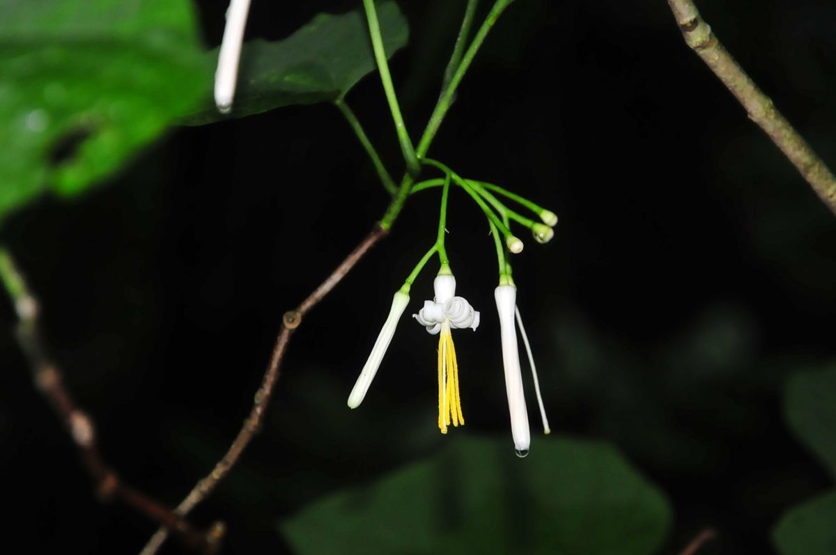 ガラシャの里の花