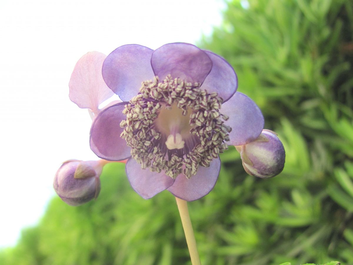 青花銀梅草