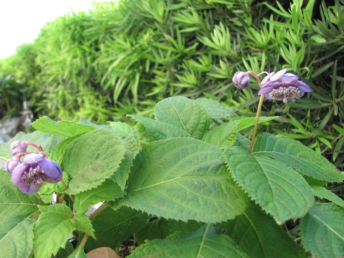 青花銀梅草