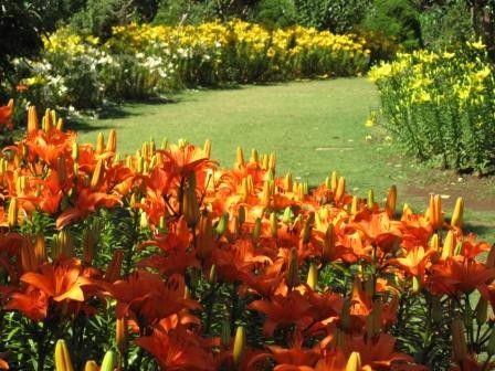 神奈川県の花・ヤマユリ