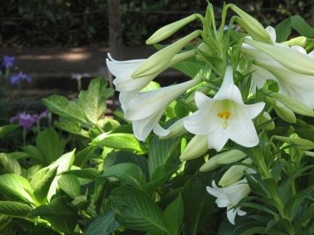 神奈川県の花・ヤマユリ