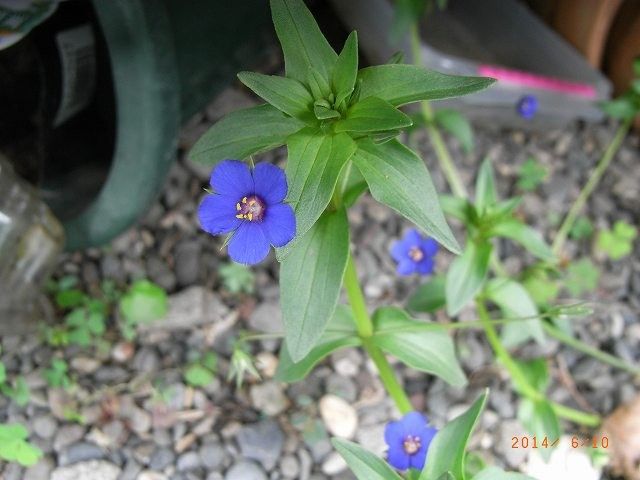 今年の野草１０